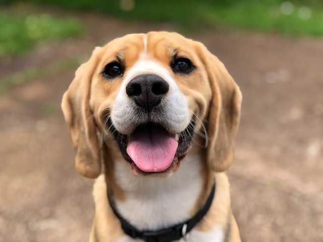5 Fakta Pyometra yang Menyerang pada Anjing, Berbahaya!