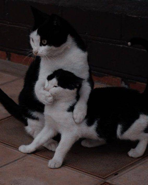 kucing beraksi dramatis (twitter.com/couplesimages)