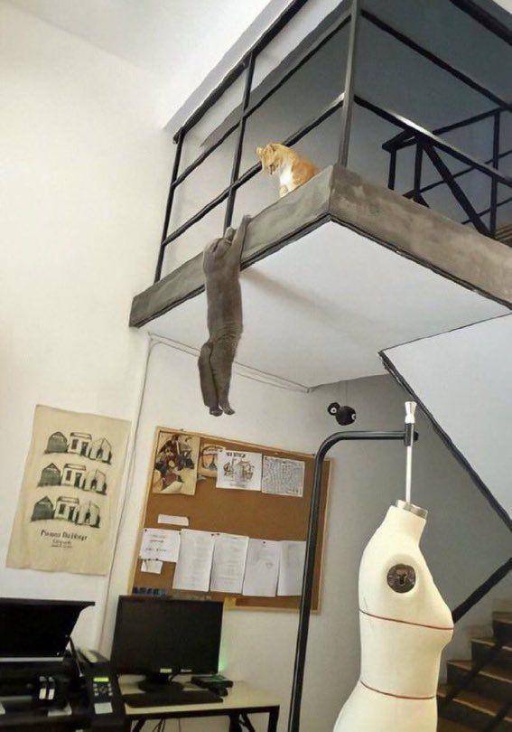 kucing beraksi dramatis (twitter.com/couplesimages)