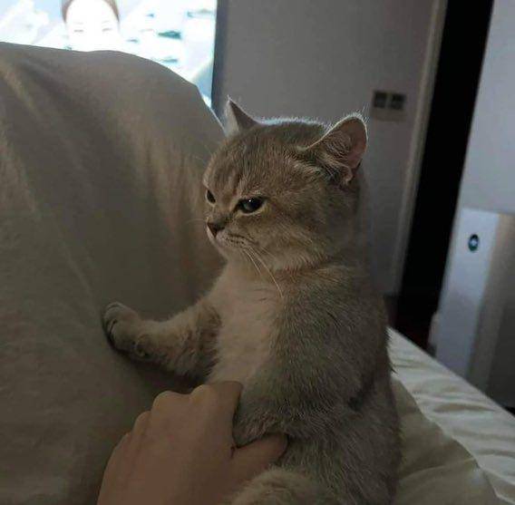 kucing beraksi dramatis (twitter.com/couplesimages)