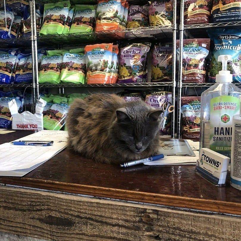 kucing disuruh jaga lucu (twitter.com/cat_dot_exe)