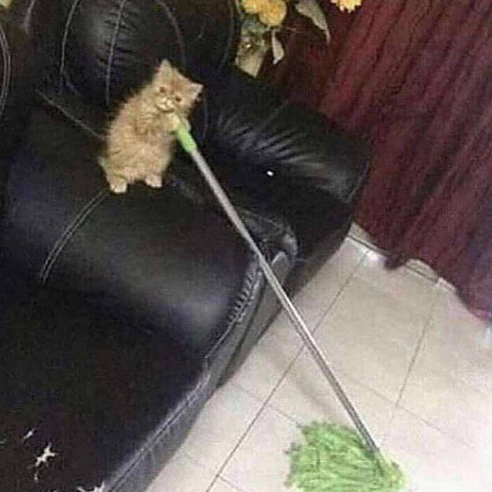 kucing disuruh jaga lucu (twitter.com/cat_dot_exe)