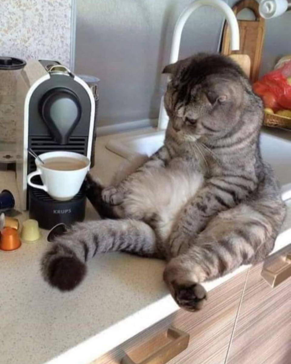 kucing disuruh jaga lucu (twitter.com/cat_dot_exe)