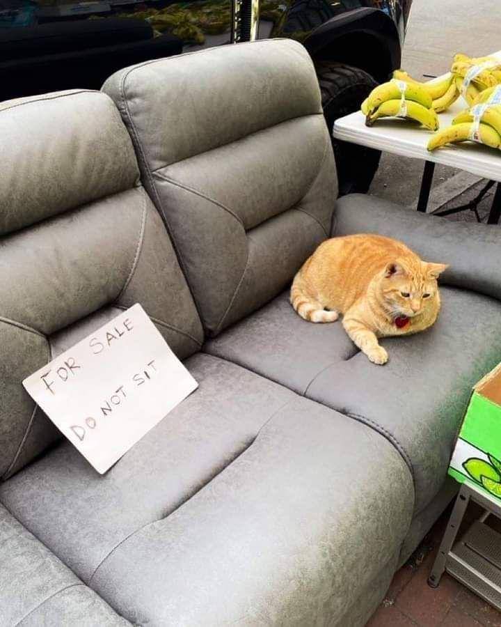 kucing disuruh jaga lucu (twitter.com/mischievousmeme)