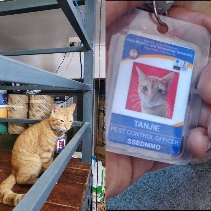 kucing disuruh jaga lucu (twitter.com/DontShowYourCat)