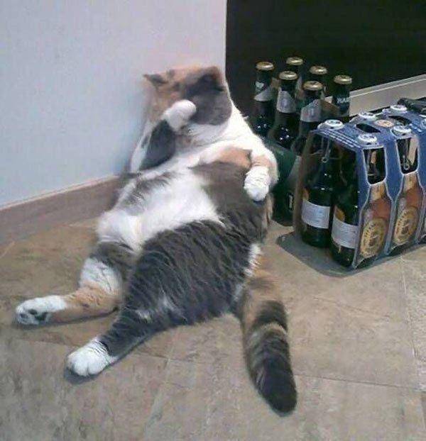 kucing disuruh jaga lucu (twitter.com/DontShowYourCat)