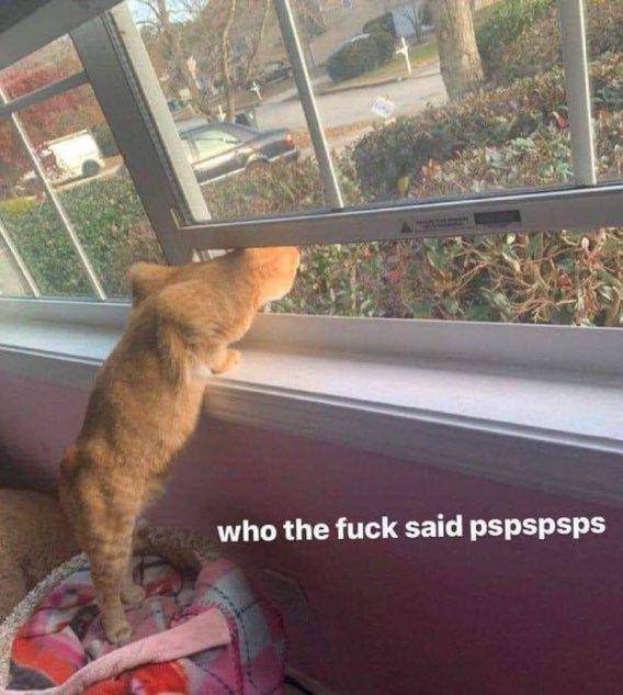 kucing disuruh jaga lucu (twitter.com/couplesimages)