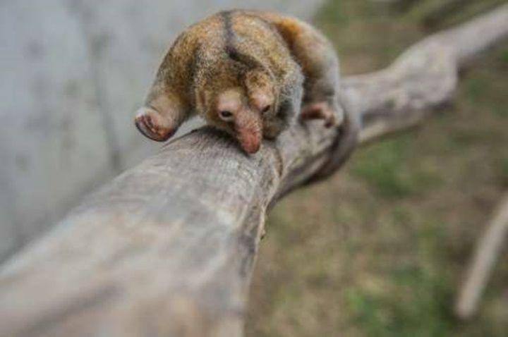 Silky anteater (phys.org)