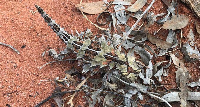 Thorny devil (bushheritage.org.au)