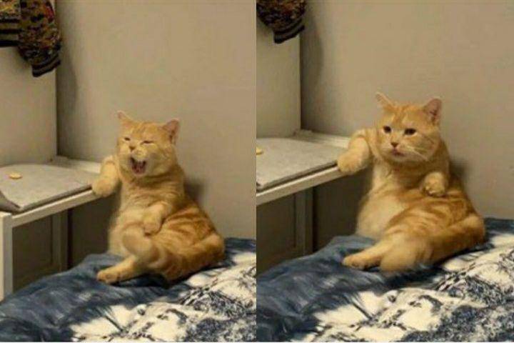 kucing disuruh jaga lucu (twitter.com/couplesimages)