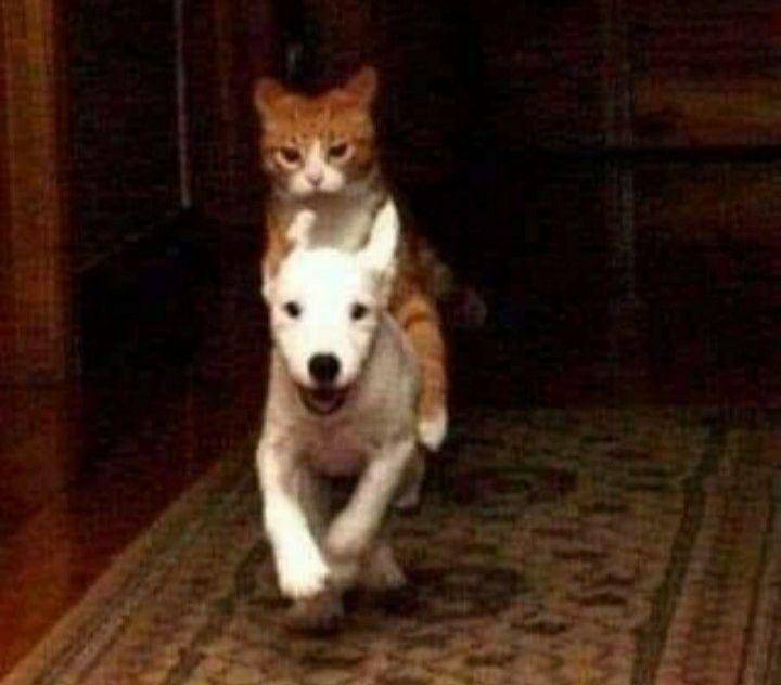 potret lucu hewan berkendara (reddit.com/aztery)