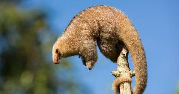 Silky anteater (thingsguyana.com)