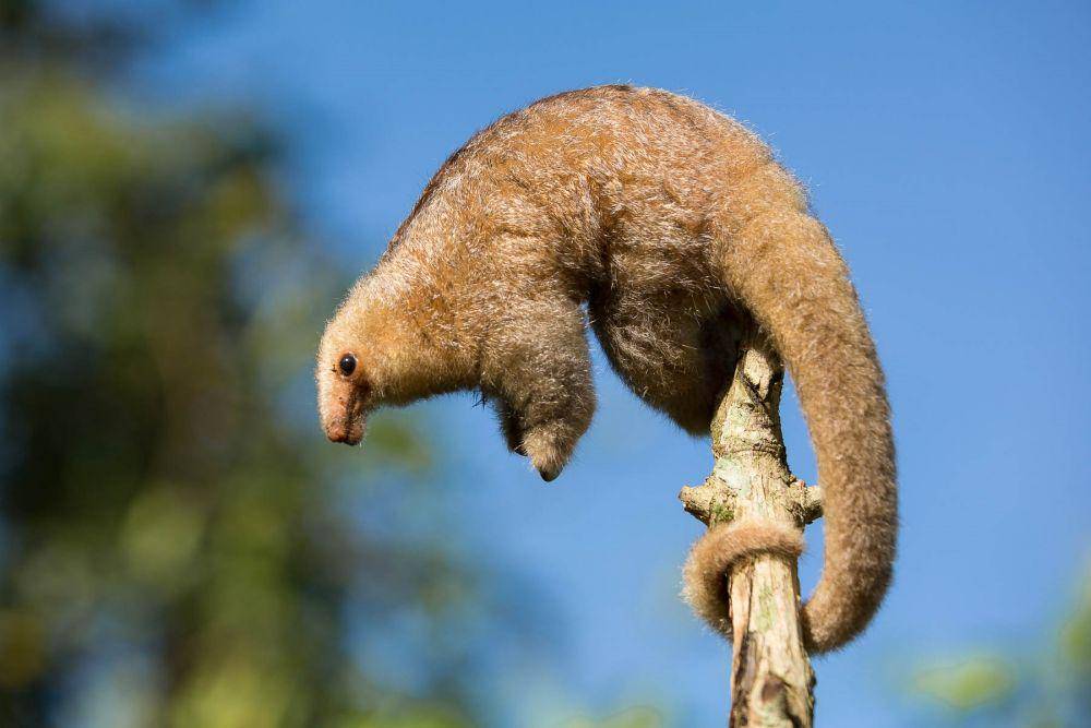 Silky anteater (thingsguyana.com)