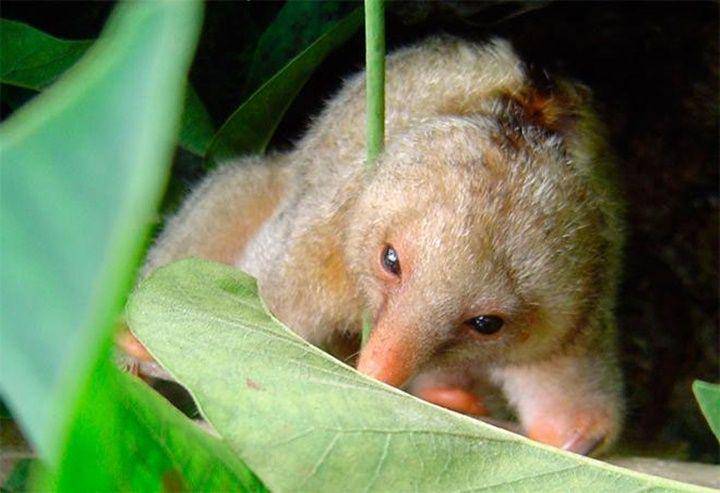Silky anteater (scitechdaily.com)