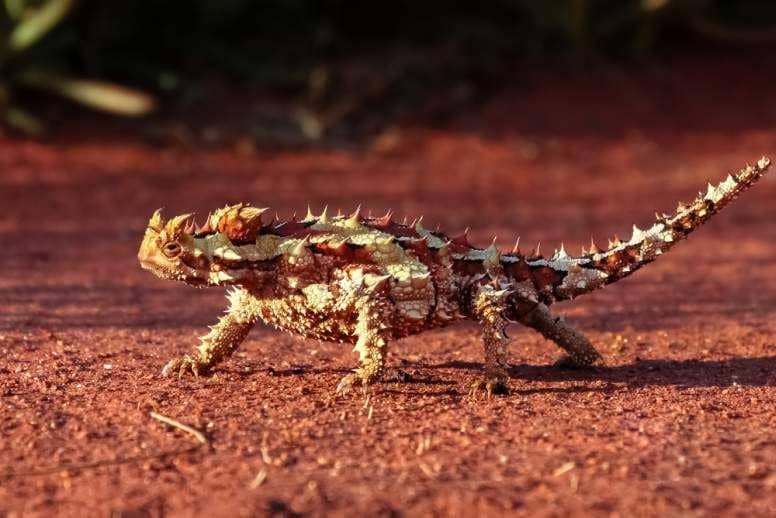 5 Fakta Menarik Thorny Devil, Si Reptil Berduri Asal Australia