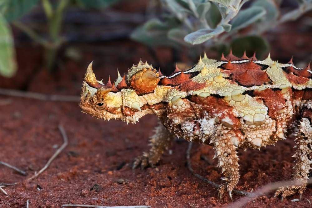 Thorny devil (factanimal.com)