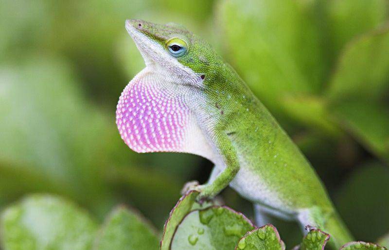 American anole (thesprucepets.com)