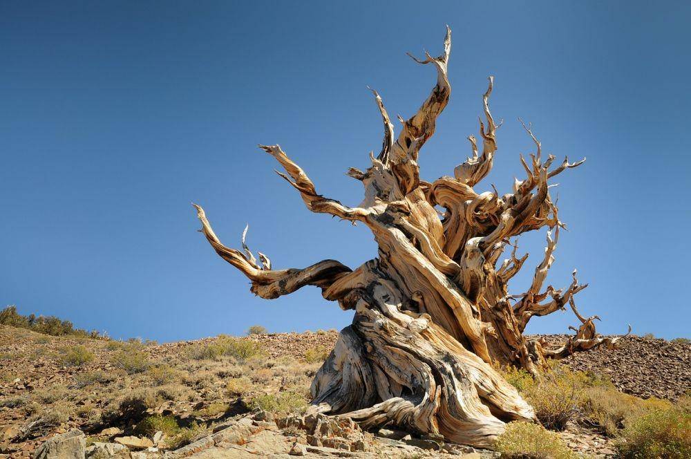 Pinus Bristlecone, salah satu pohon tertua yang ada di Great Basin (pixabay.com/Paul)