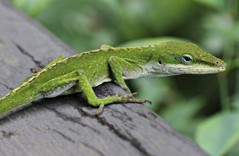 American anole (en.wikipedia.org)