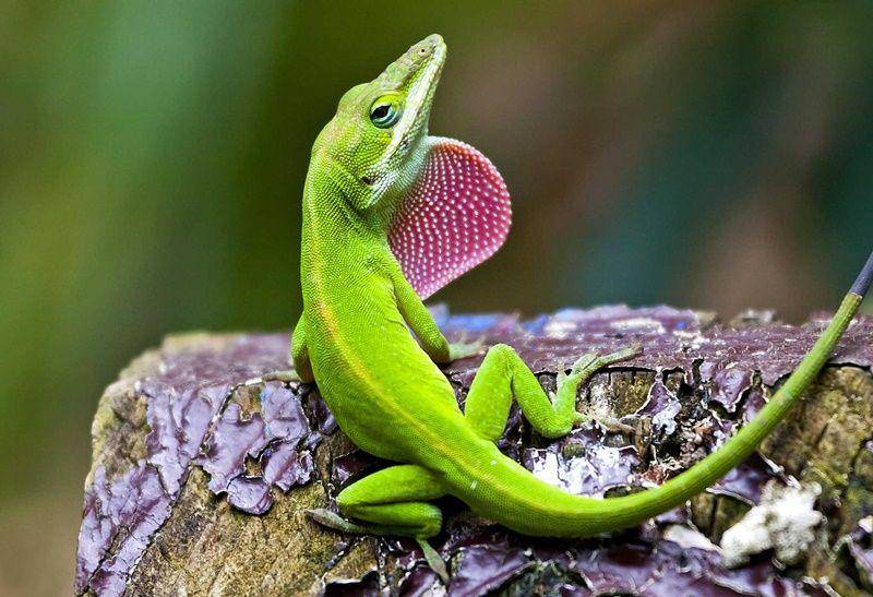 American anole (mypetcarejoy.com)