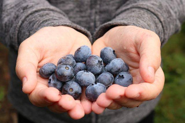 ilustrasi blueberry (unsplash.com/David J. Boozer)