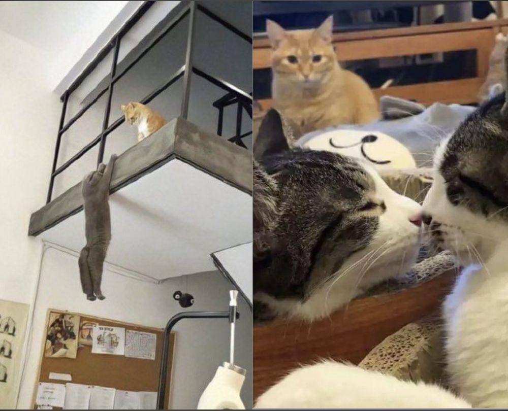 kucing beraksi dramatis (twitter.com/couplesimahes | twitter.com/weirdlilguys)