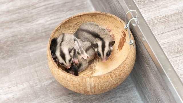 hipokalsemia pada sugarglider (unsplash.com/@dongphuchaitri)