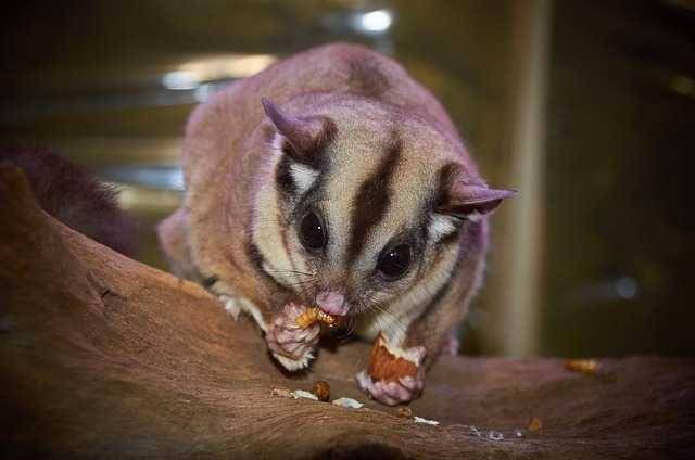 penyakit mata sugar glider (pixabay.com/andryround62)