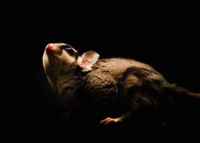 waspada lumpy jaw (unsplash.com/@galxrax)