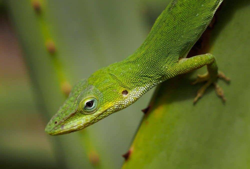 American anole (a-z-animals.com)