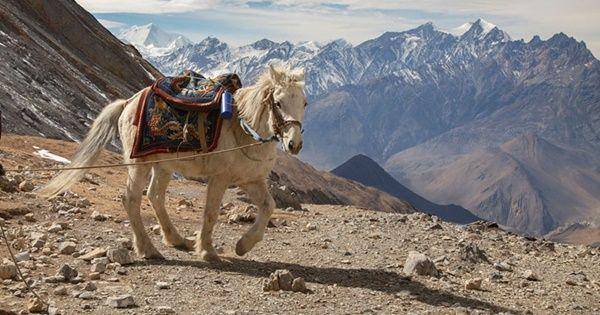 Datong (petkeen.com)