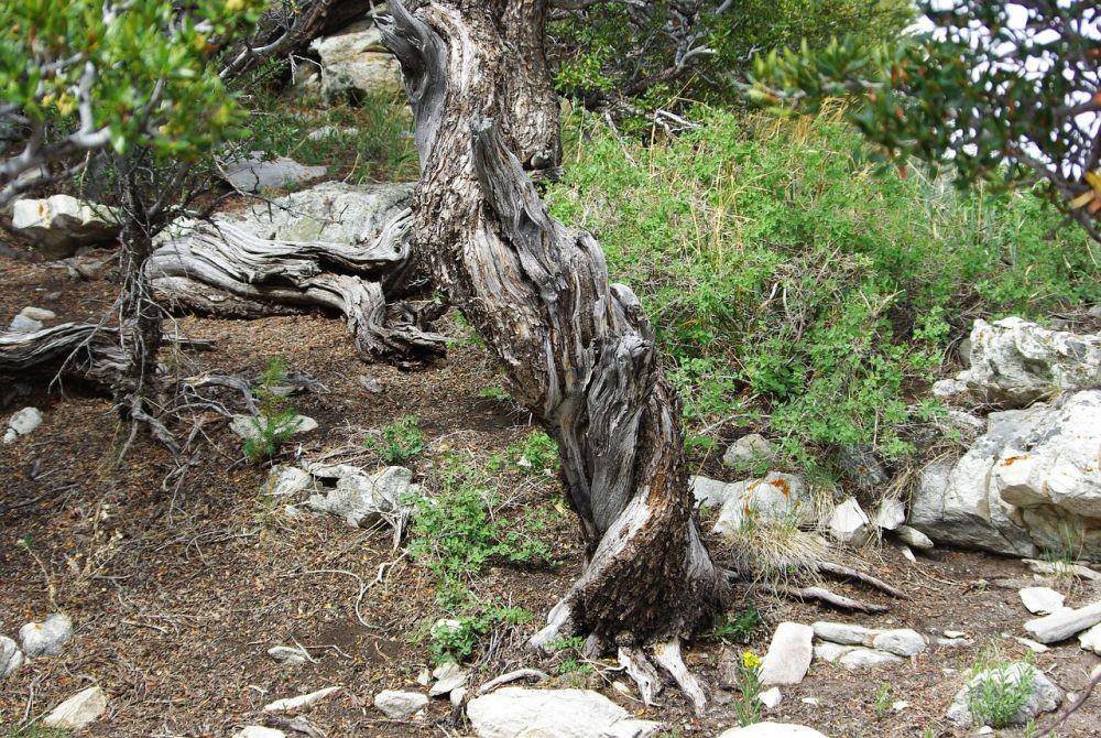 Pohon di Great Basin National Park (pixabay.com/Natalie Faulk)