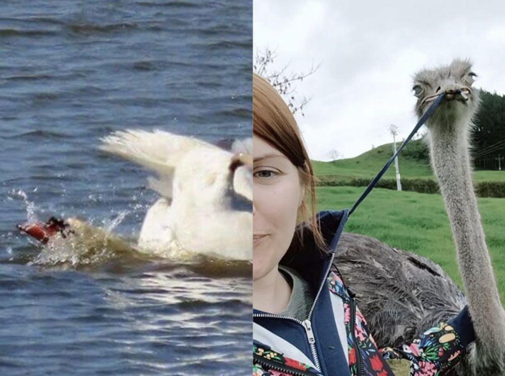 10 Hasil Fotografi Burung yang Gagal, Malah Berakhir Kocak
