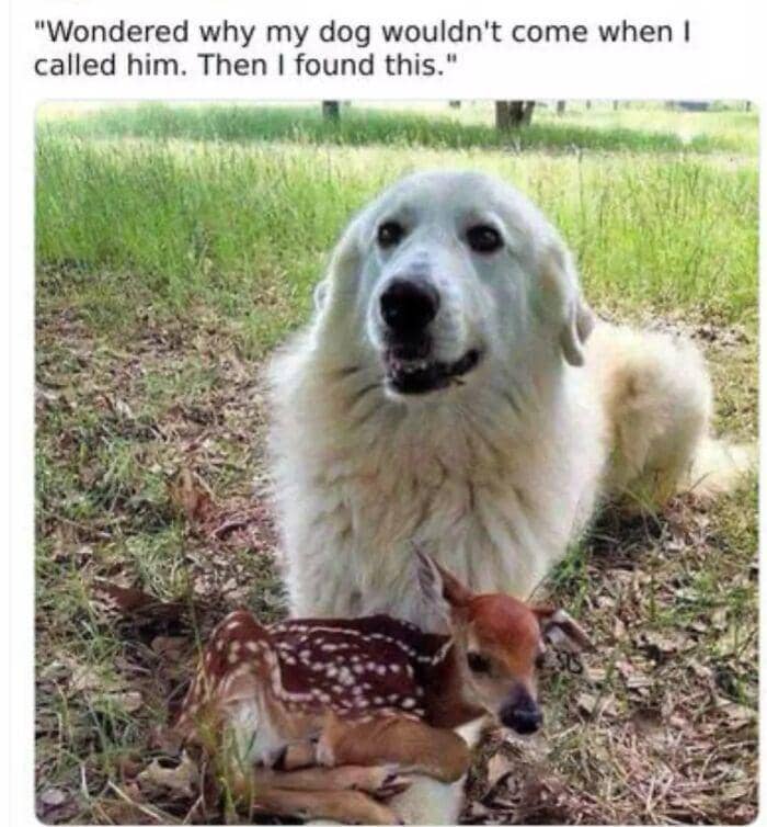 tingkah menakjubkan hewan (reddit.com/RandomThug1091)