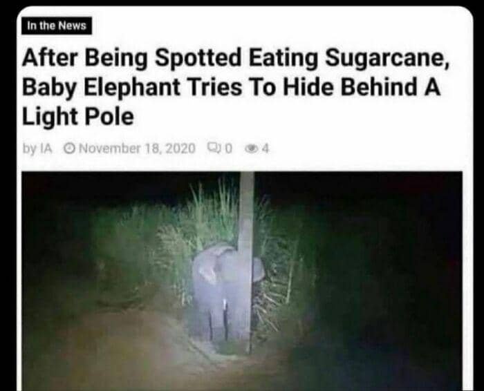 tingkah menakjubkan hewan (reddit.com/bkedsmkr)