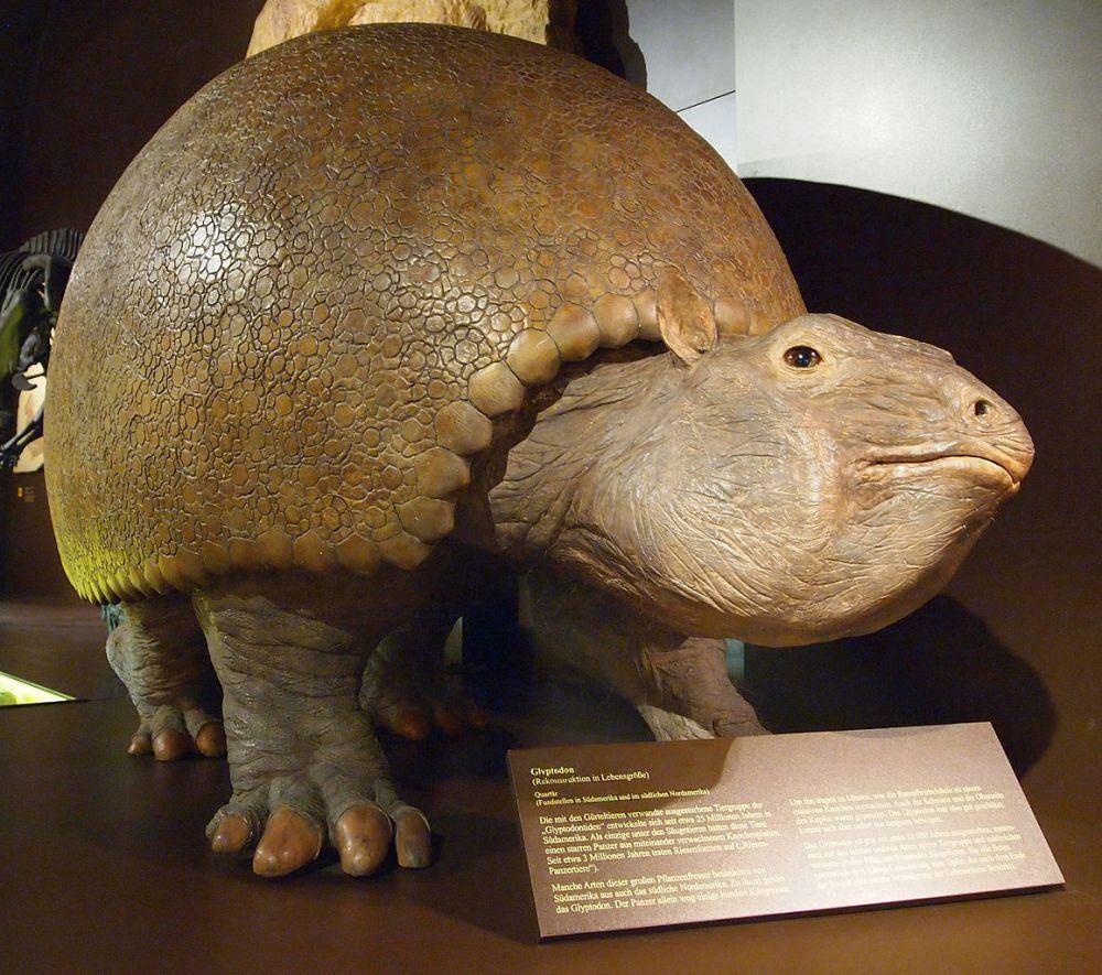 model penampakan spesies glyptodon yang ada di museum (commons.wikimedia.org/Tiia Monto)