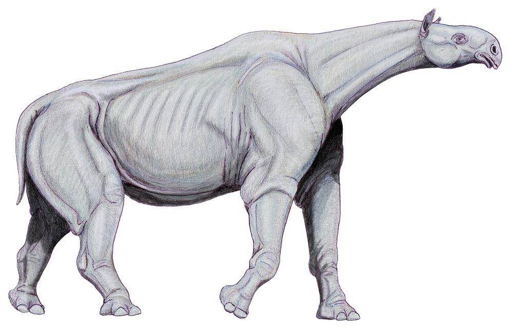 ilustrasi Paraceratherium yang sempat hidup berdampingan dengan manusia (commons.wikimedia.org/Dmitry Bogdanov)