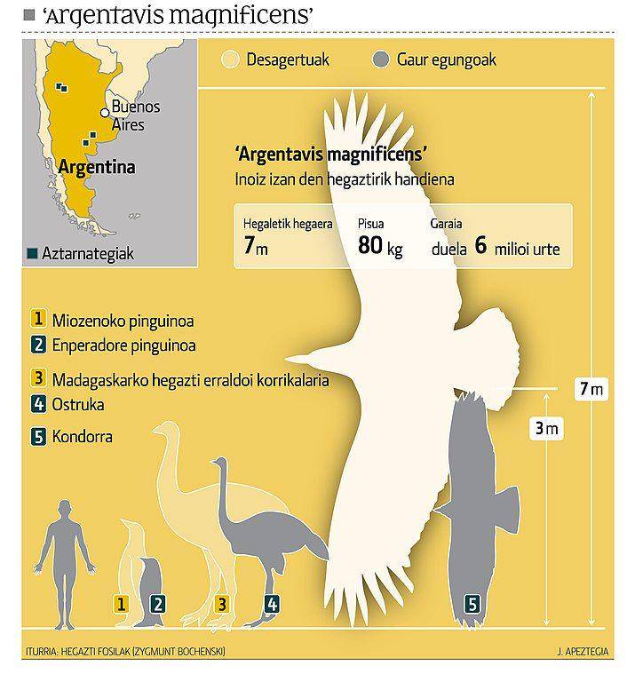ilustrasi perbandingan ukuran spesies Argentavis magnificens dengan manusia (commons.wikimedia.org/Berria)