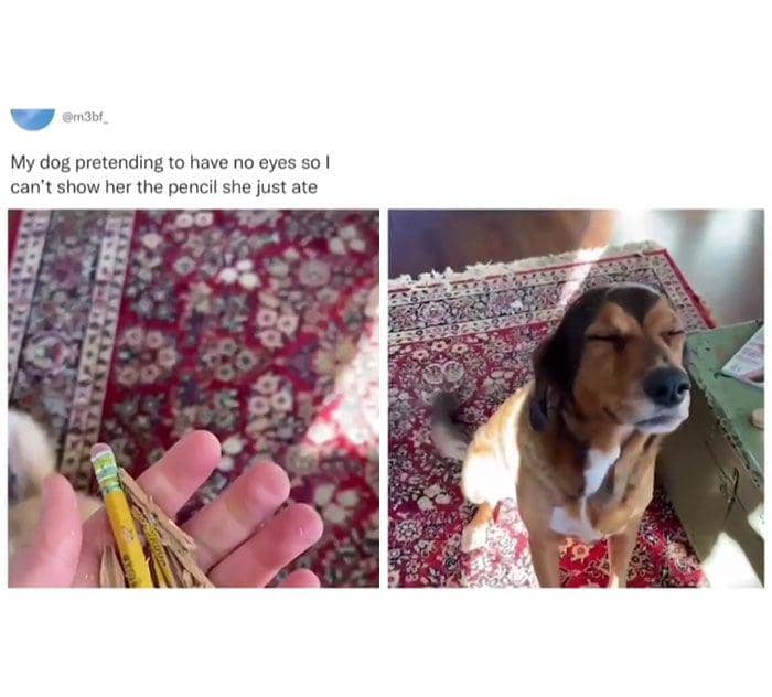 tingkah menakjubkan hewan (reddit.com/Engineeringmotor83)