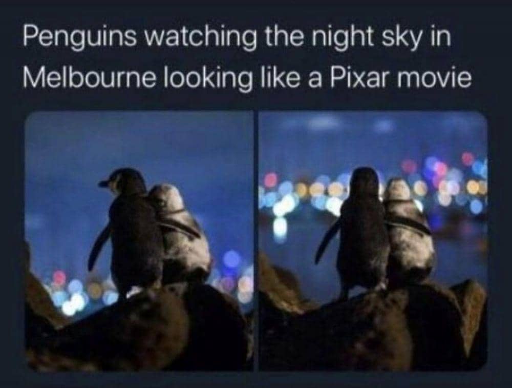 tingkah menakjubkan hewan (reddit.com/kingdom_tarts)