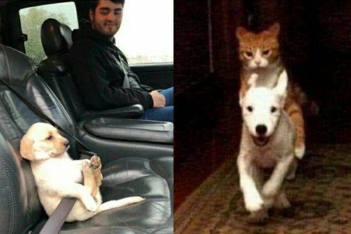 potret lucu hewan berkendara (reddit.com/Sloppysolarium69 | reddit.com/aztery)