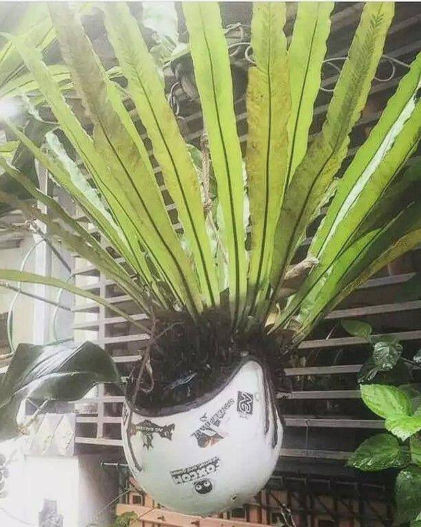 pengendara siasati helm rusak (instagram.com/unconditionaldesign)