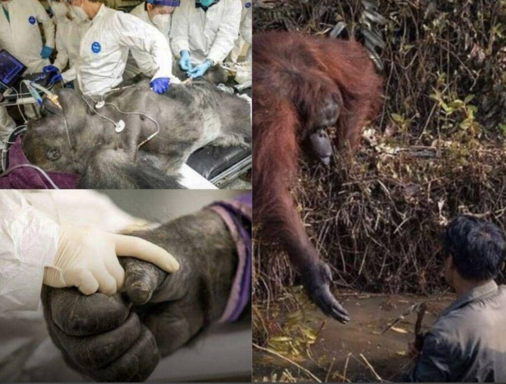 12 Potret Kebaikan Hewan yang Bikin Hati Meleleh