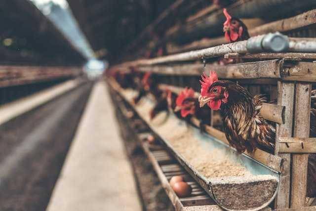 ilustrasi ternak ayam (unsplash.com/@belart84)