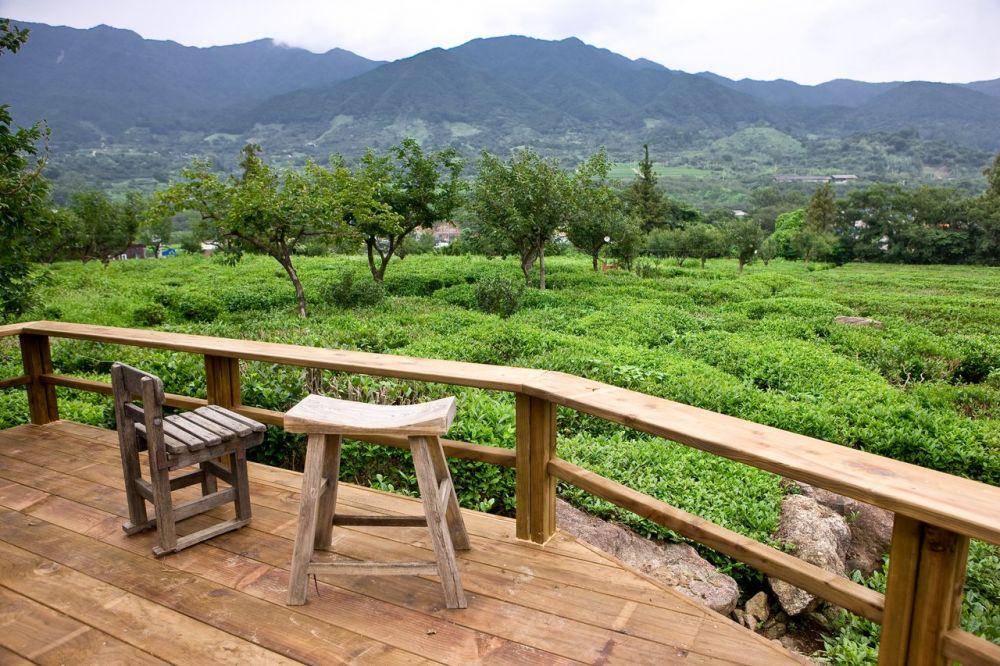 pemandangan kebun teh di Maeam Tea Museum (twitter.com/KoreanTravel)