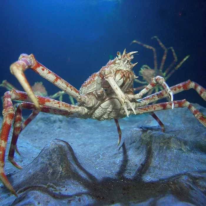 Kepiting laba-laba Jepang (visitsealife.com)