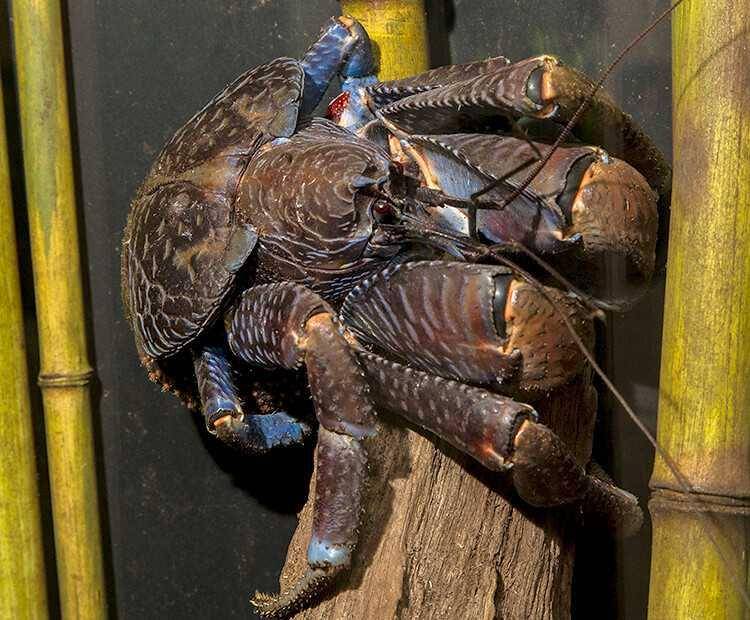 Ketam kenari (sdzwildlifeexplorers.org)