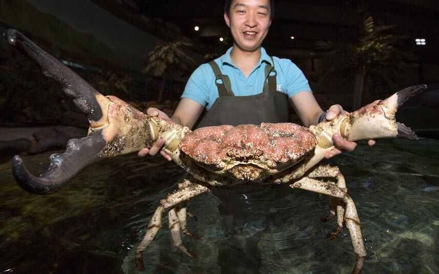 Kepiting raksasa Tasmania (twitter.com/Weird_Animals)
