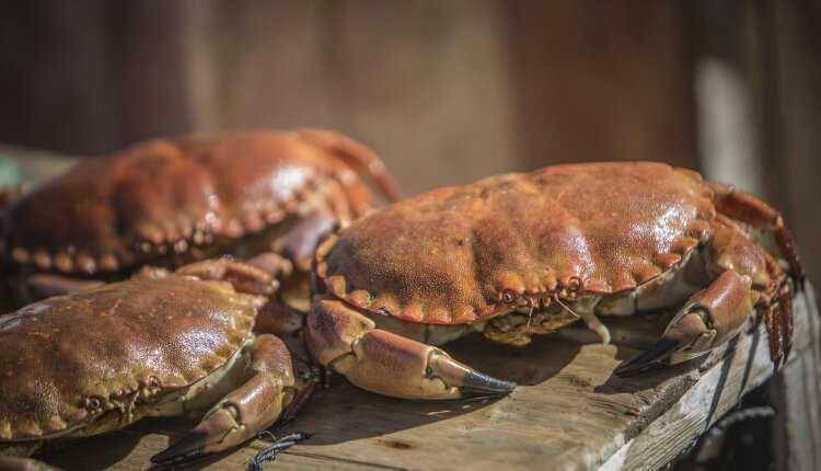 Kepiting coklat (fromnorway.com)