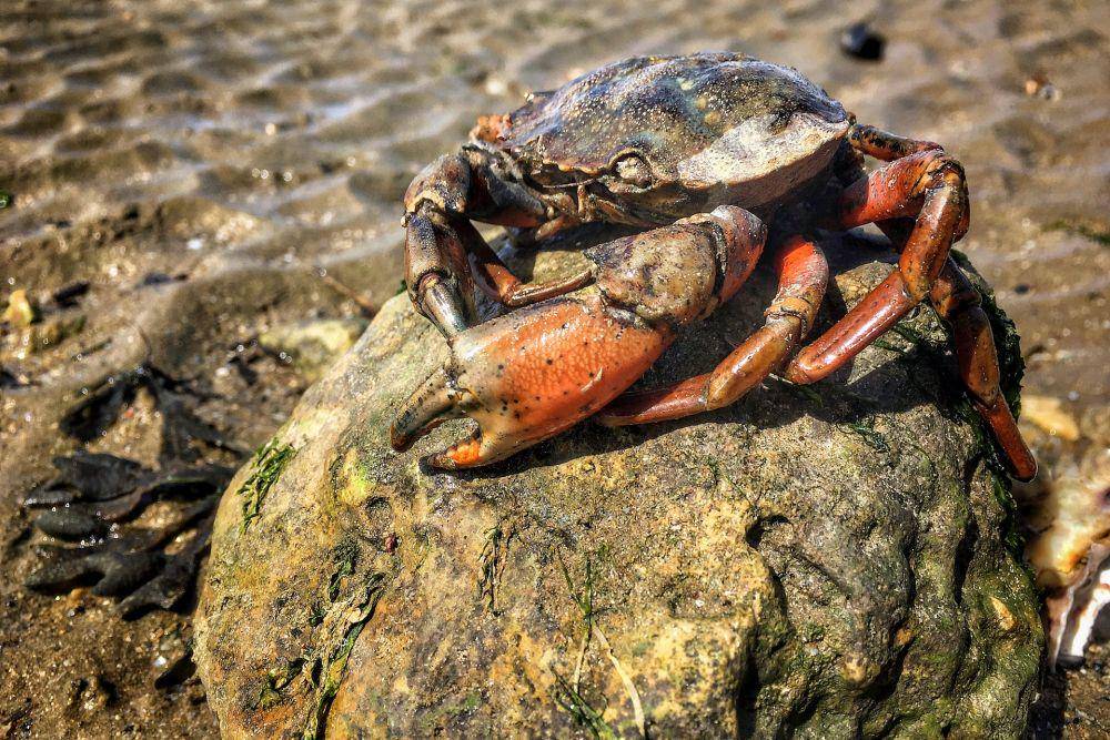 Kepiting batu Florida (pexels.com/Lars Hendrikson)